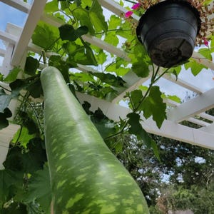 Bottle Gourd Seeds – Heirloom, Non-GMO, High Yield, Easy to Grow, High Yield Gourd Seeds, Healthy Low-Calorie Gourd, Calabash, Opo Squash