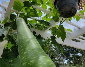 Bottle Gourd Seeds – Heirloom, Non-GMO, High Yield, Easy to Grow, High Yield Gourd Seeds, Healthy Low-Calorie Gourd, Calabash, Opo Squash