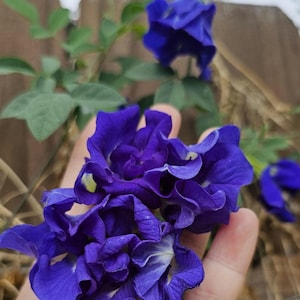 Butterfly Pea Seeds, Herbal Tea, Natural Food Coloring