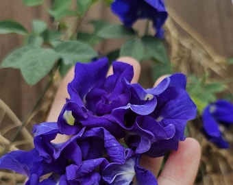 Butterfly Pea Seeds, Herbal Tea, Natural Food Coloring