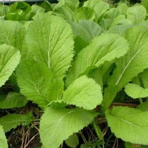 Mustard Seeds | Mustard Green Seeds | Broadleaf Mustard Seeds | Chinese Mustard Greens| NON-GMO Mustard Seeds | Heirloom Garden Seeds
