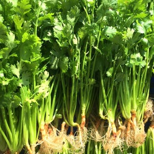 Slow Bolt Cilantro Seeds, Ngo Ri, Heirloom Coriander Herb, Home Garden
