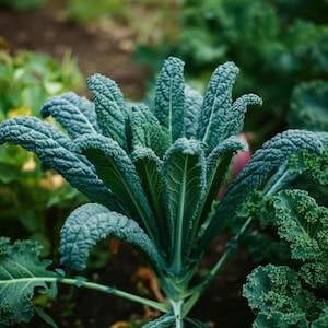 Organic Kale Lacinato Seeds, Hardy & Nutritious, Kale Salad Seeds, Kale  Seeds, Salad Seeds, Easy to Grow Vegetables, Fast Growing Seeds