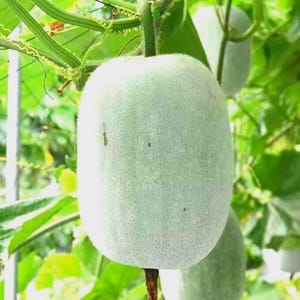 Wax Gourd Seeds- Winter Melon - Ash Gourd - White Gourd, Winter Gourd, Tallow Gourd, Ash pumpkin - Winter Melon Seeds - Gourd Seeds