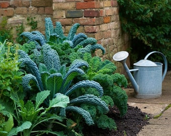 Dwarf Siberian Kale Seeds, Non-GMO Heirloom Variety