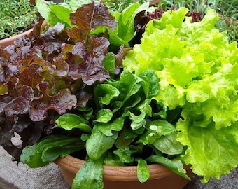 Organic Mixed Lettuce Seeds, Heirloom Non-GMO Variety