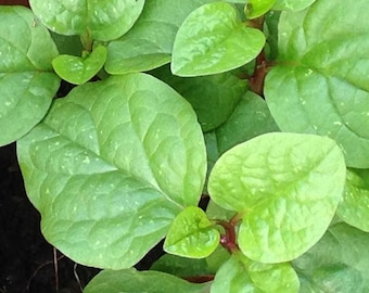 Red Malabar Spinach Seeds, Heirloom Non-GMO Mong Toi Do