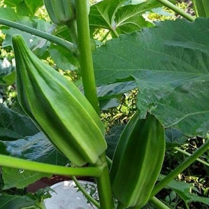 May include: Close-up of two green okra pods growing on a plant with large green leaves.
