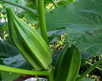 Semi di okra Stella di David, cimelio iracheno, non OGM