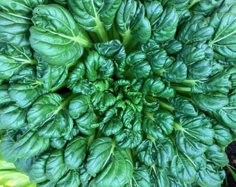 Tatsoi Pak Choi Vegetable Seeds, Cai Hoa Hong Seeds, Bok Choi, Heirloom Bok Choy Seed, Fast Growing Greens, Easy Grow Leafy Vegetable