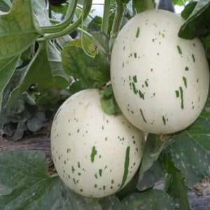 Rare and Exquisite Ivory Gaya Melon Seeds, Easy Grow Melons, Heirloom Melon Seeds, Sweet Melon Varieties