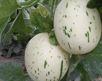 Rare and Exquisite Ivory Gaya Melon Seeds, Easy Grow Melons, Heirloom Melon Seeds, Sweet Melon Varieties