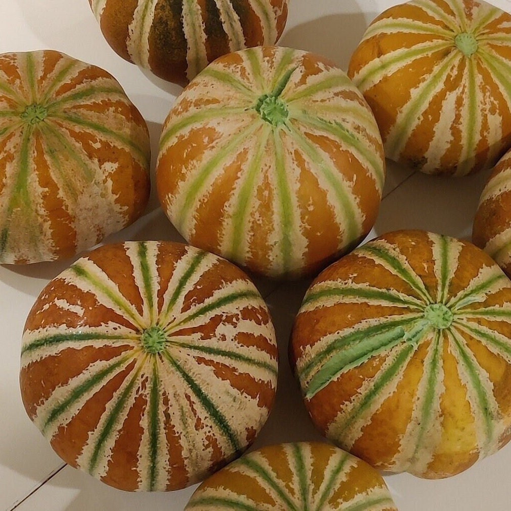Beautiful Kajari Melons 25 Premium Seeds Easy to Grow and Etsy