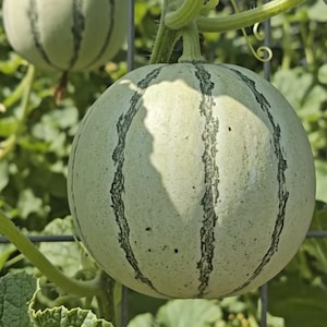 Melón Charentais, melón francés, melón Cavaillon, semillas de melón francés tradicionales, sin OMG, de aroma dulce y dulce.