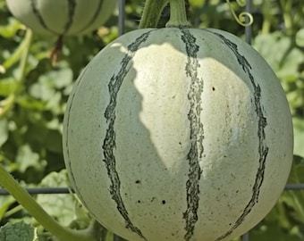 Charentais Melon-French Cantaloupes -Cavaillon Melons-Heirloom, Non-GMO, Sweet-Sweet-Fragrant French Melon Seeds