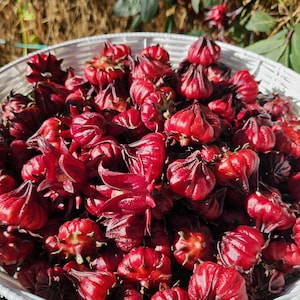 May include: A white wicker basket filled with bright red hibiscus flowers. The flowers are arranged in a random pattern and are all in focus.