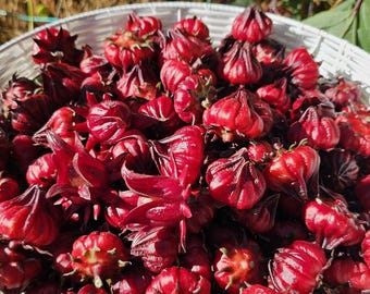Roselle Hibiscus Seeds, Organic Tropical Tea Plant, Heirloom Sabdariffa Flower Seeds