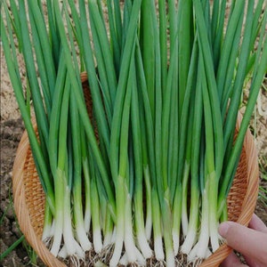May include: A bunch of fresh green scallions with white roots, arranged in a woven basket.