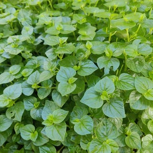 Graines de Peperomia Pellucida - Herbe verte, buisson brillant, herbe de pince de crabe vietnamienne - Salade comestible Peperomia, sans OGM, facile à cultiver
