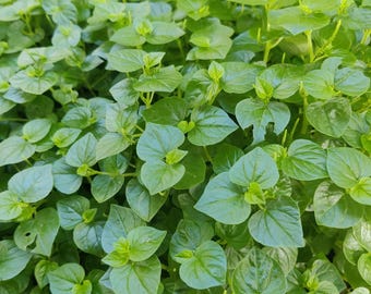 Peperomia Pellucida Seeds – Eetbaar bladgroentesaladekruid, eenvoudig te kweken