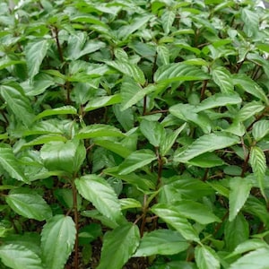 Puede incluir: Una vista de cerca de una planta verde exuberante con hojas vibrantes. La planta tiene un hábito de crecimiento denso y es probablemente un tipo de hierba o verdura.