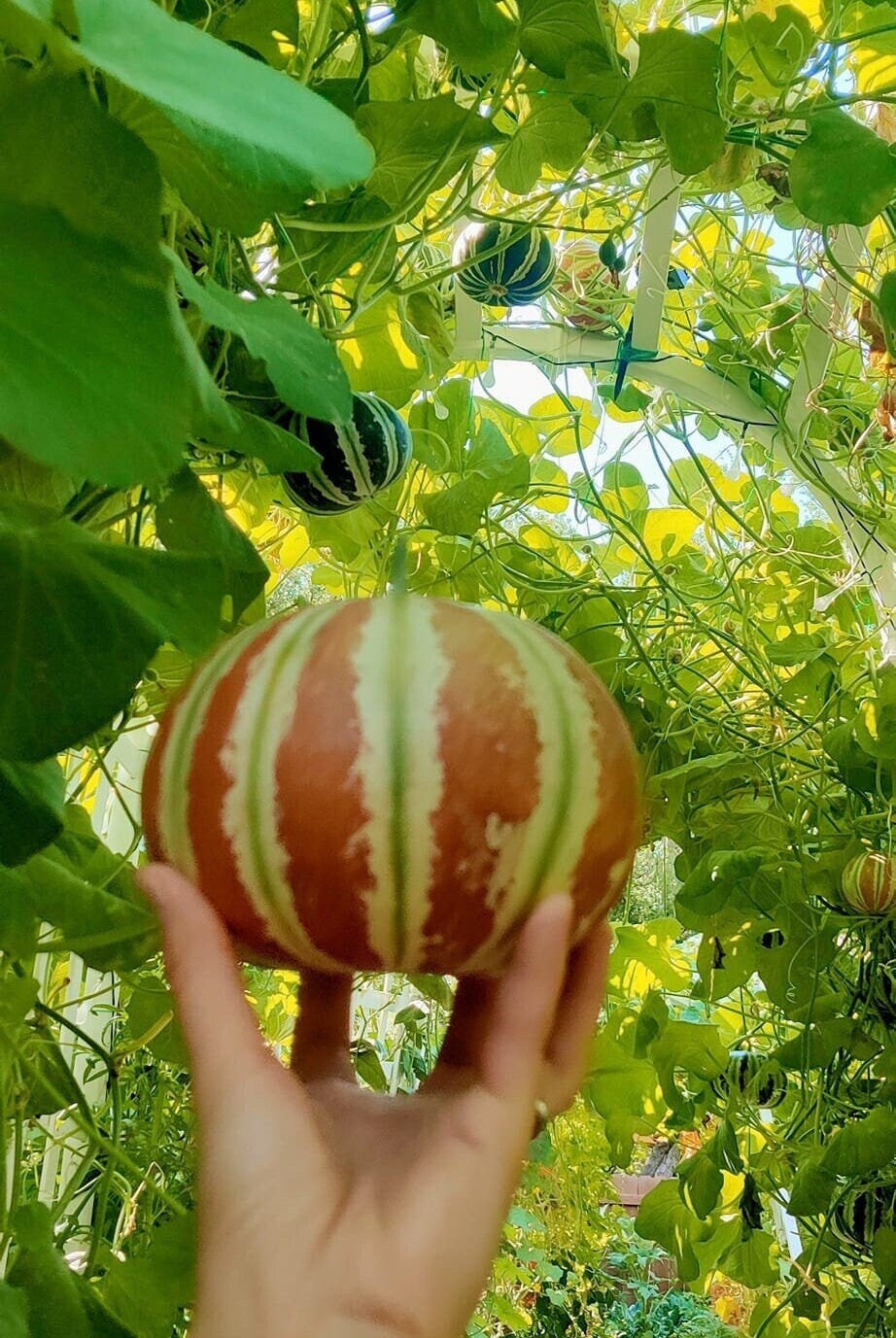 Beautiful Kajari Melons 25 Premium Seeds Easy to Grow and Etsy