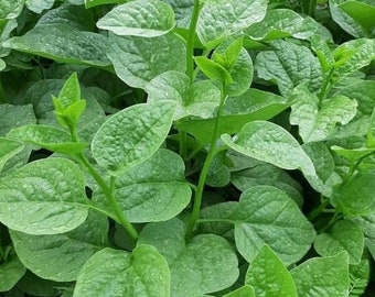 Live Green Stemp Malabar Spinach Plants, Vine Spinach, Vietnamese Spinach, Leafy green, Indian Spinach, Mong Toi, Poi Sang, Ceylon Spinach
