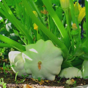 Peut inclure: Un groupe de courges pâtisson vert pâle poussant sur une plante aux tiges et feuilles vert vif. Les courges présentent une forme caractéristique en soucoupe festonnée avec une peau lisse, entourées de fleurs jaune vif et de feuillage.