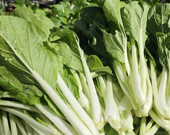 3 Paquets Semences Choy Sum – 200 Graines Légume Brassica Facile à Cultiver Au Jardin