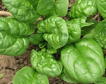 Bloomsdale Spinatsamen - Bio, Erbstück, Non-GMO, Farm-Fresh, einfach zu züchtendes Gemüse, Samen mit hoher Keimung