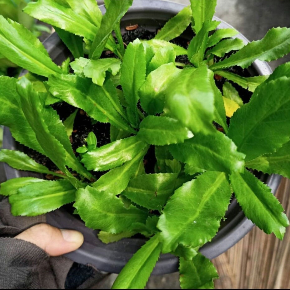 Semillas De Culantro (Ngò Gai) Cosecha 2025 ¡Perfectas Para Huerto, Sombra O Sol!