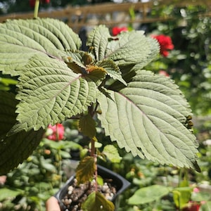 LIVE Gesunde Shiso-Pflanze, Beefsteak-Pflanze, Perilla-Kraut, japanisches Basilikum, Tia Tô, Pflanzenstart, Super einfach zu züchten, nahrhaft und weit verbreitet