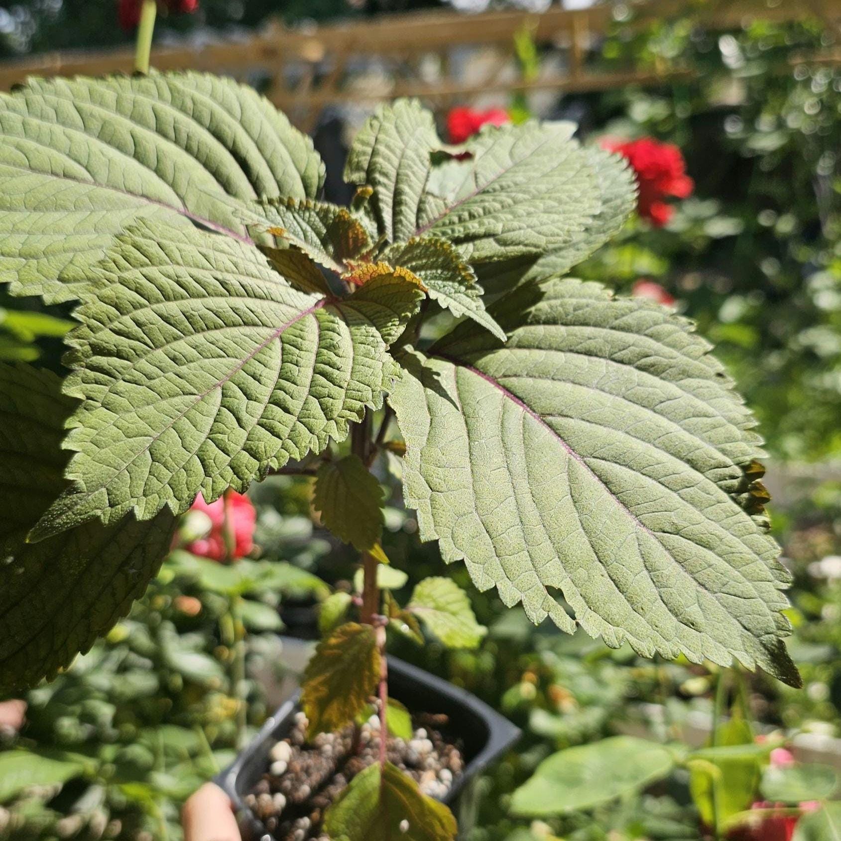 LIVE Healthy Shiso Plant, Beefsteak Plant, Perilla Herb, Japanese Basil, Tía Tô, Plant Starts, Super Easy To Grow, Nutrious and Widely Used