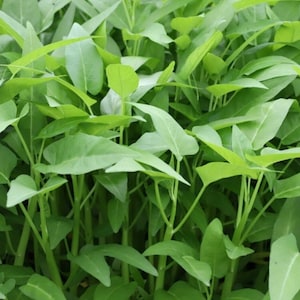 Water Spinach Seed  - Rau Muong La Lon - Kangkong Seeds- Kong Xin CAI- Water Morning Glory Seed - Ong Choy Seeds - Vegetable Seeds