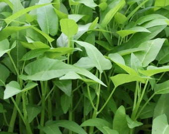 Water Spinach Seed  - Rau Muong La Lon - Kangkong Seeds- Kong Xin CAI- Water Morning Glory Seed - Ong Choy Seeds - Vegetable Seeds