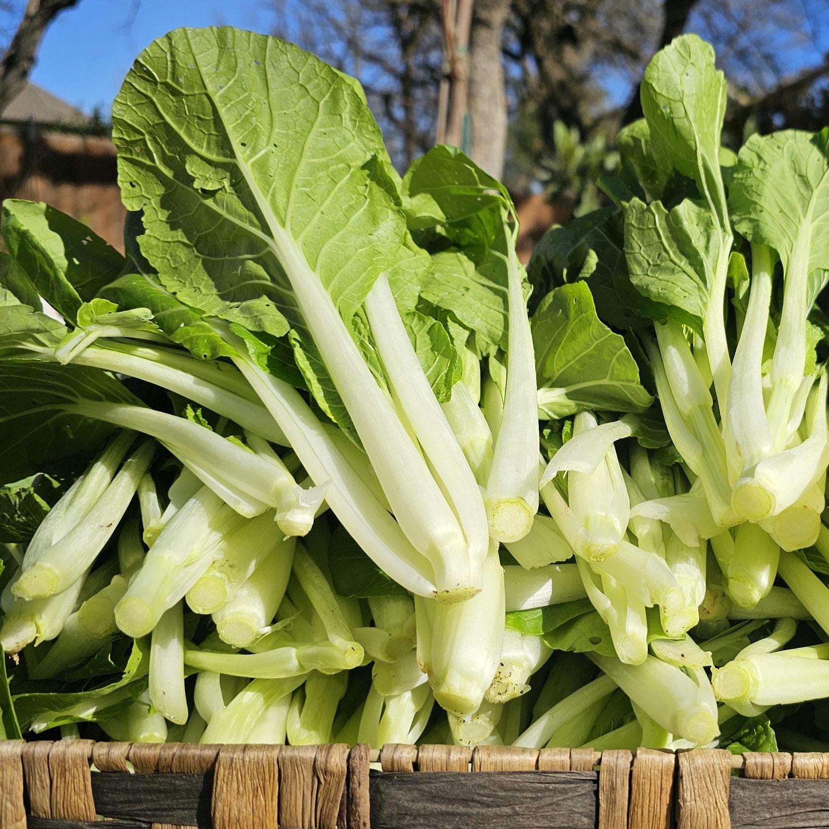1000 CHINESE WHITE STEM PAK CHOI Bok Choy Seeds - Non-GMO Heirloom Seeds By Mai's Family - Foto 11