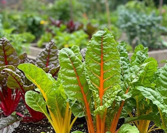 Rainbow Swiss Chard Seeds – Heirloom, Non-GMO, Colorful Stems