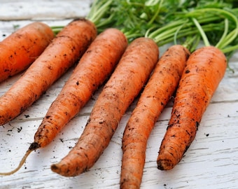 Scarlet Nantes Carrot Seeds - Heirloom, Non-GMO, High Yield