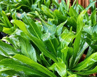 Semillas de culantro vietnamita, hierba ngo gai, cilantro mexicano para cocinar