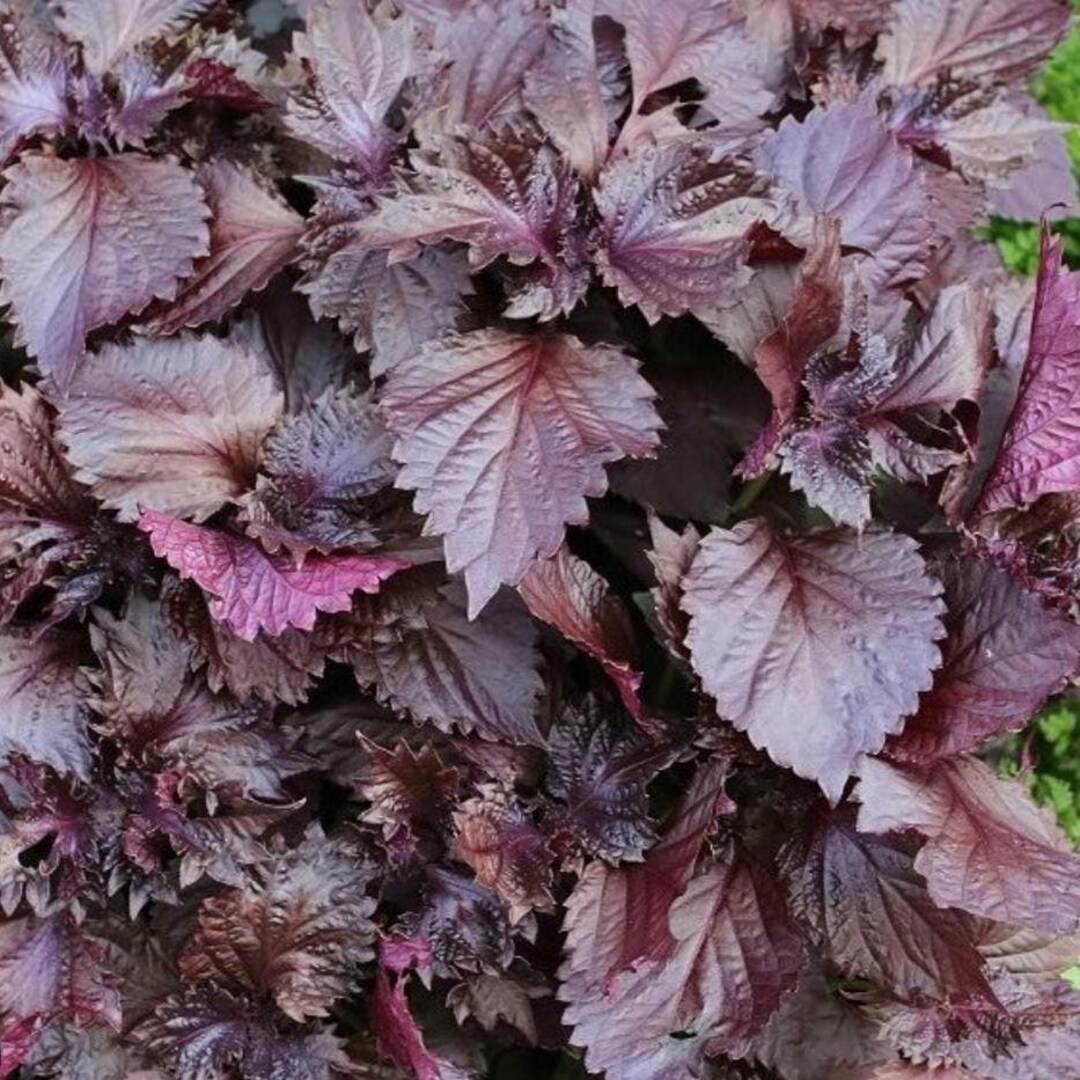 Purple Shiso Seeds, Japanese Basil, Beefsteak Herb - Etsy