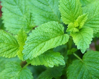 Heirloom Lemon Balm Seeds – Non-GMO, Perennial Herb