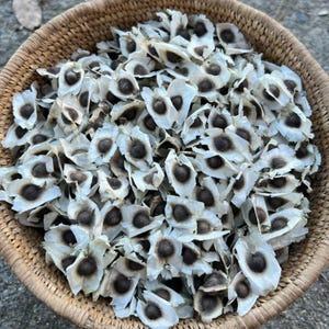 Heirloom Moringa Seeds – Non-GMO, High Germination Drumstick Tree Seeds