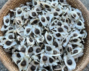 Moringa Seeds – Heirloom, Non-GMO, High Germination Drumstick Tree Seeds, Easy to Grow, Fast-Growing Superfood Tree for Garden or Containers