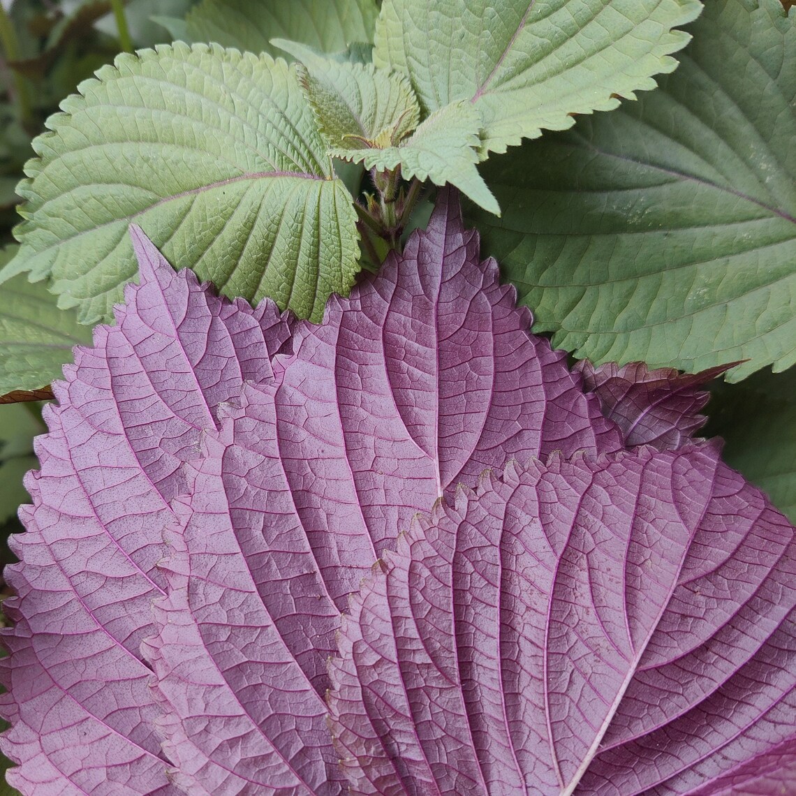 Shiso Seeds, Japanese Basil Herb, Easy to Grow Seed - Etsy