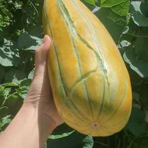 Rare and delightful Thai muskmelon fruit seeds, Dua Gang seeds, Dua Bo, Dua Gang Trai Dai, Long Musk Melon, Easy To Grow