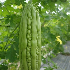 Long Bitter Melon Gourd Seeds, Mướp Đắng, Bitter Gourd, Bitter Squash, Kugua, Bitter Cucumber Non-GMO Bitter Melon, Heirloom Bitter Melon