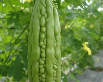 Heirloom Bitter Melon Gourd Seeds, Non-GMO