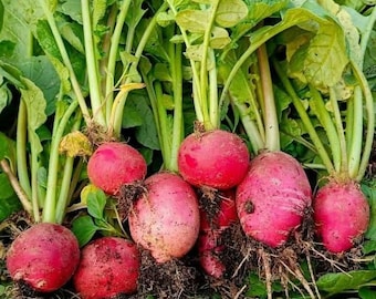 Semillas de rábano ciruela morado, verdura de ensalada de rápido crecimiento