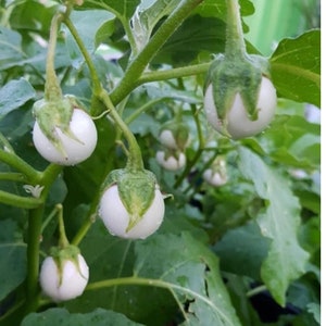 Exotic White Round Eggplant Seeds, Cà Pháo Trắng, Easy Grow Eggplants, Round Eggplant Seeds, Asian Vegetable Seeds, High Germination Seeds