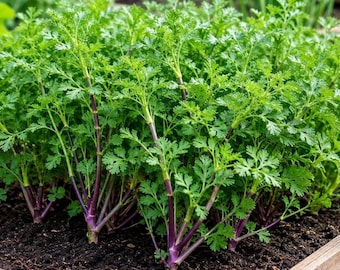 Purple Stem Cilantro Seeds | Aromatic Heirloom Herb, Easy Grow